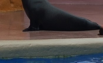Sea Lion and Seal Feeder Pool