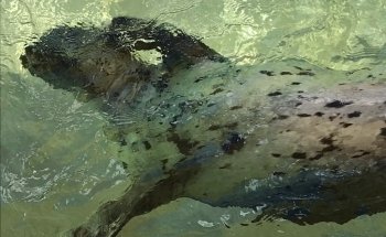 Sea Lion and Seal Feeder Pool