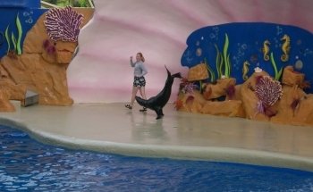 Sea Lion and Seal Feeder Pool