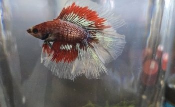 Fancy Fish and Aquascapes