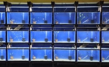 Fancy Fish and Aquascapes