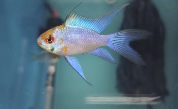 Fancy Fish and Aquascapes