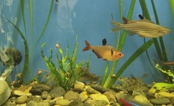 Fancy Fish and Aquascapes