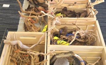 Fancy Fish and Aquascapes