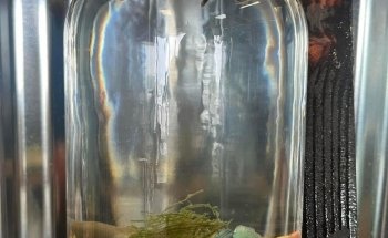 Fancy Fish and Aquascapes