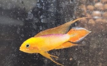 Fancy Fish and Aquascapes