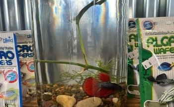 Fancy Fish and Aquascapes