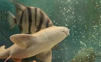 Ostego Bay Foundation Marine Science Center