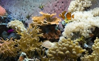 Exhibición de Ecosistemas Marines del Smithsonian