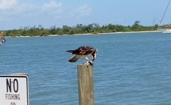 Smithsonian Marine Ecosystems Exhibit