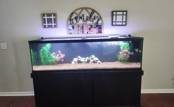 WETPETS Aquarium Services
