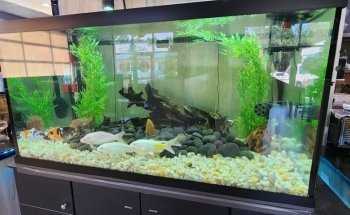 WETPETS Aquarium Services