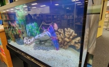 Servicios de Acuarios WETPETS