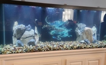WETPETS Aquarium Services