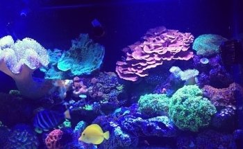 Fraghouse Corals