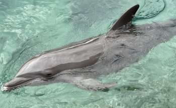 Flipper Show