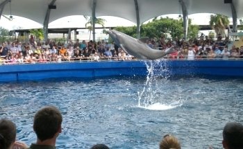 Flipper Show