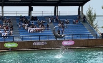 Show de Flipper