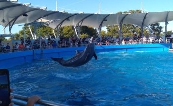 Flipper Show