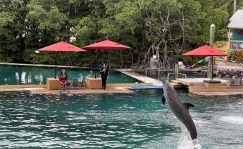 Flipper Show