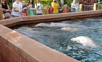 Marine Mammal Keeper Experience