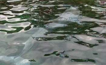 Marine Mammal Keeper Experience