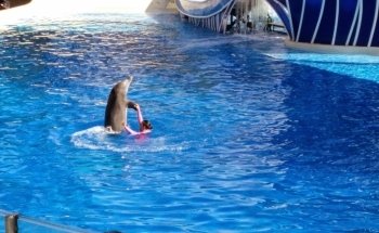 Marine Mammal Keeper Experience