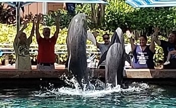 Marine Mammal Keeper Experience