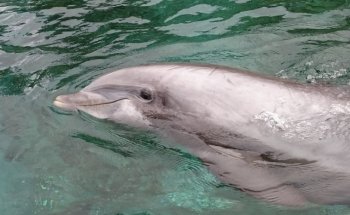 Marine Mammal Keeper Experience