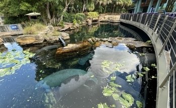 Marine Mammal Keeper Experience