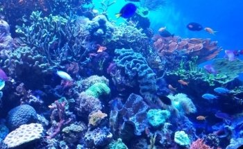 Marine Mammal Keeper Experience