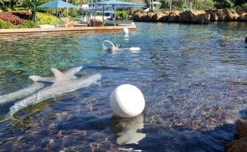 Marine Mammal Keeper Experience