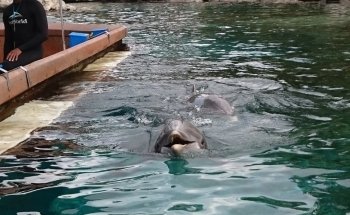 Marine Mammal Keeper Experience