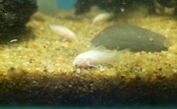 Acuario Sol