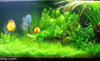 Sun Aquarium