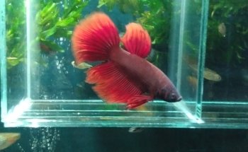 Acuario Sol