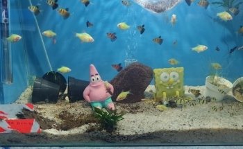 Acuario Sol