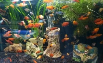 Acuario Sol