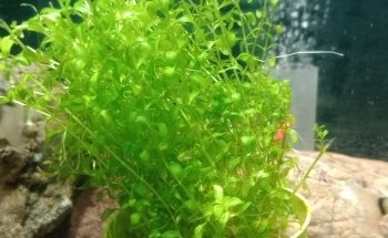 Acuario Sol