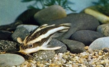 Acuario Sol