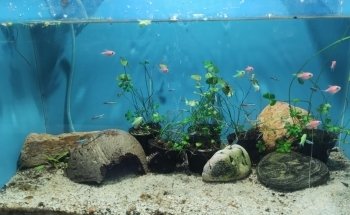 Acuario Sol