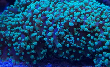 Acrílicos de Mareas Azules