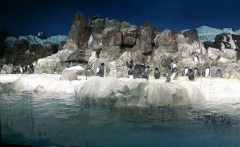 Freshwater Aquarium