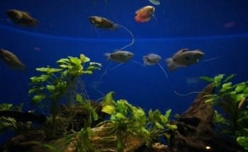 Freshwater Aquarium
