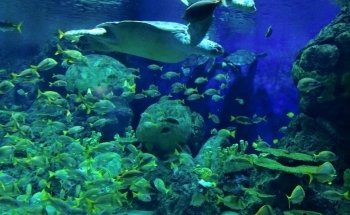 Freshwater Aquarium