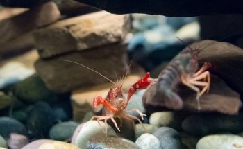 Freshwater Aquarium