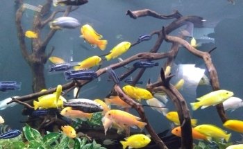 Freshwater Aquarium
