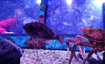 Freshwater Aquarium