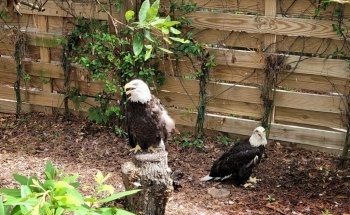 East pond lookout at Pine Knoll Shores Aquarium