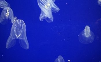 Mirador del Este en el Acuario de Pine Knoll Shores